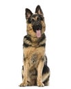 German shepherd sitting and panting, isolated on white Royalty Free Stock Photo