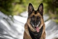 German Shepherd dog on sun-dappled path in winter