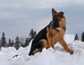 German shepherd sitting in white snow looking to the left Royalty Free Stock Photo