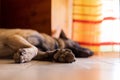 German Shepherd sleeping on the tiled floor. Dog paws with nails closeup. Selective focus. Royalty Free Stock Photo