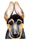 Portrait of a German shepherd. Watercolor illustration.