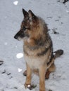 German Shepherd in the snow Royalty Free Stock Photo
