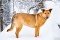 German Shepherd in the Snow Royalty Free Stock Photo