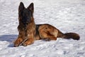 German Shepherd in the snow Royalty Free Stock Photo