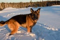 German shepherd in the snow