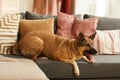 German shepherd on the sofa Royalty Free Stock Photo