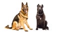 German Shepherd and Staffordshire terrier sitting together