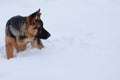 German shepherd standing in deep white snow Royalty Free Stock Photo