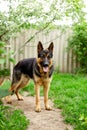 German shepherd standing on the grass in the park. Portrait of a purebred dog at home outdoor. Looking in the camera. Royalty Free Stock Photo