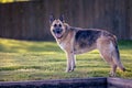 German Shepherd standing on grassland Royalty Free Stock Photo