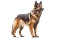 German Shepherd standing, isolated on white. AI generated