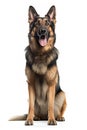 German Shepherd Standing