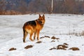 German shepherd is standing on a snow covered field Royalty Free Stock Photo