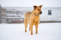 German Shepherd Standing in Snow Royalty Free Stock Photo