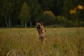 German Shepherd stands against autumn mixed golden green forest and smiles with tongue sticking out. Happy dog in field