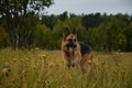 German Shepherd stands against autumn mixed golden green forest and smiles with tongue sticking out. Happy dog in field