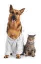 German shepherd with stethoscope dressed as veterinarian doc and cat Royalty Free Stock Photo