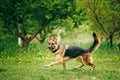 German Shepherd Stick Chewing Outdoor