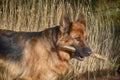 German shepherd  with stick Royalty Free Stock Photo