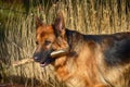 German shepherd  with stick Royalty Free Stock Photo