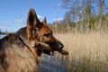 German shepherd  with stick Royalty Free Stock Photo