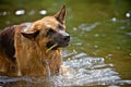 German Shepherd with stick Royalty Free Stock Photo