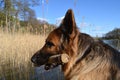 German shepherd  with stick Royalty Free Stock Photo