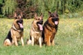 German Shepherd Royalty Free Stock Photo