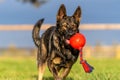 German Shepherd with toy in the grass on a farm Royalty Free Stock Photo