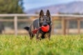 German Shepherd with toy in the grass on a farm Royalty Free Stock Photo