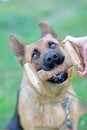 German shepherd training aport in playing ground