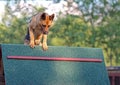 German shepherd training aport in playing ground Royalty Free Stock Photo