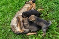 German Shepherd type a dog puppies sucking milk from mother Royalty Free Stock Photo