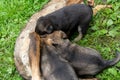 German Shepherd type a dog puppies sucking milk from mother Royalty Free Stock Photo