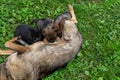 German Shepherd type a dog puppies sucking milk from mother Royalty Free Stock Photo