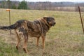 German Shepherd type a dog standing in front of sheep fence. Countryside background