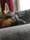 German shepherd waiting head