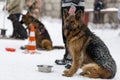 German shepherd waiting for the team in the winter