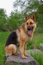 German shepherd for a walk. The dog sits on a large granite stone behind the green grass. Pet