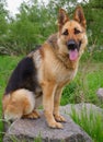 German shepherd for a walk. The dog sits on a large granite stone behind the green grass. Pet