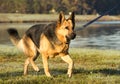 German Shepherd on a Walk Royalty Free Stock Photo