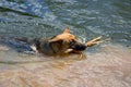 German shepherd on walk in wild