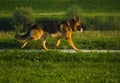 German Shepherd Walking Alone