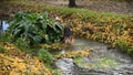 German shepherd walking in the nature at the park