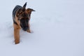 German shepherd walking in white deep snow Royalty Free Stock Photo