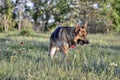 German Shepherd on a walk in the park walks by command and serves