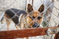 German Shepherd watch attentively out of the cage