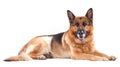 German shepherd on a white Royalty Free Stock Photo