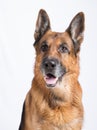 German shepherd Royalty Free Stock Photo