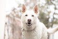 German shepherd white Royalty Free Stock Photo